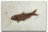 Detailed Fossil Fish (Knightia) - Wyoming #349207-1